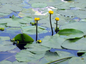 Nenúfar amarillo (Nuphar lutea) en un estanque del parque Kuzminki en Moscú.