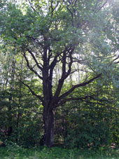 Roble en verano. 