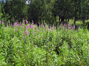 Flores deepilobio en verano en Moscú.