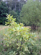 Roble joven en el parque forestal Kuskovo en Moscú.