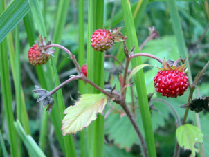 En Moscú, Fresa salvaje da sus frutos (bayas) en julio.
