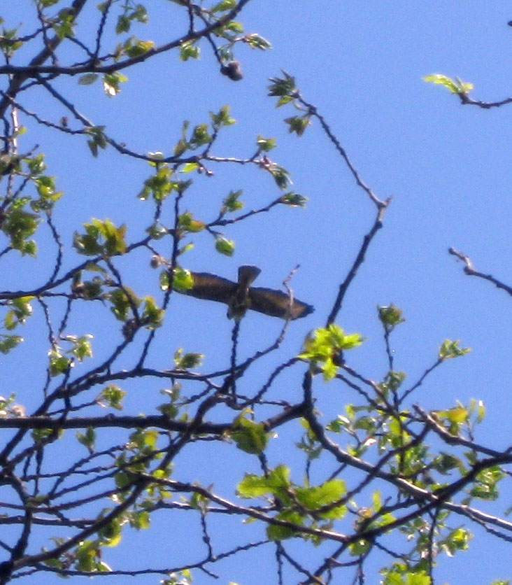 Primavera en el bosque cerca de mi casa.