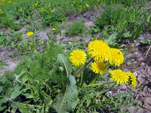 Flor de amargón (diente de león) 