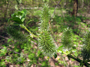 Primavera en el bosque cerca de mi casa.
