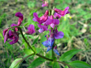 Primavera en el bosque cerca de mi casa.
