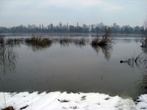 Subida del nivel de agua del río Oká en la provincia de Moscú. En la foto, se puede ver arbustos de sauce inundados.