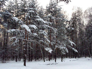 Pinos siendo coníferos no pieden sus pinochas en el invierno y se quedan verdes todo el año.