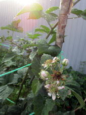 悬钩子的花。